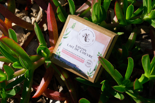Savon au lait de chèvre nature